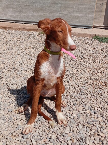 P2053 – SABIN P2053 – SABIN