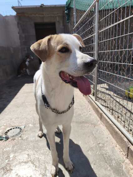 P2083 – SAM P2083 – SAM