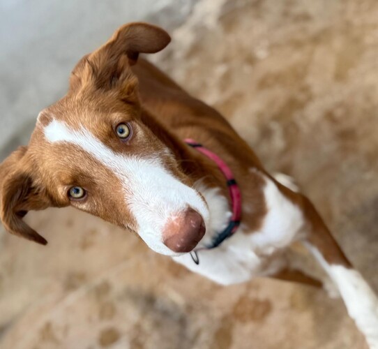 P2051 – ZABEL P2051 – ZABEL