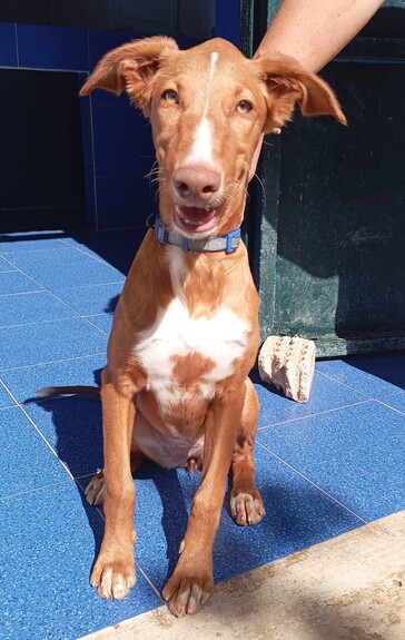 P2033 – CHLOE P2033 – CHLOE