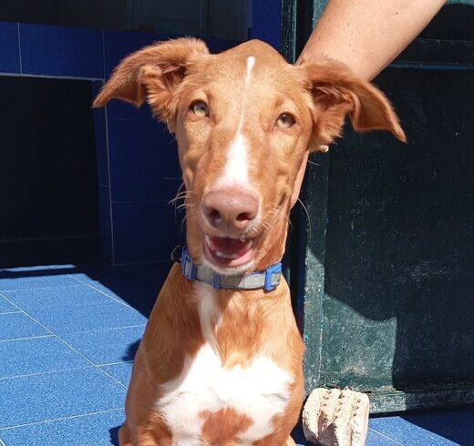 P2033 – CHLOE P2033 – CHLOE