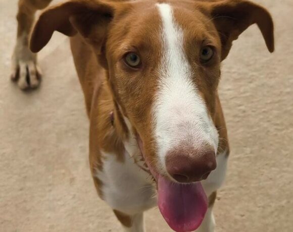 P2056 – KELLY P2056 – KELLY