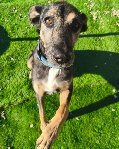 P2013 – REX P2013 – REX