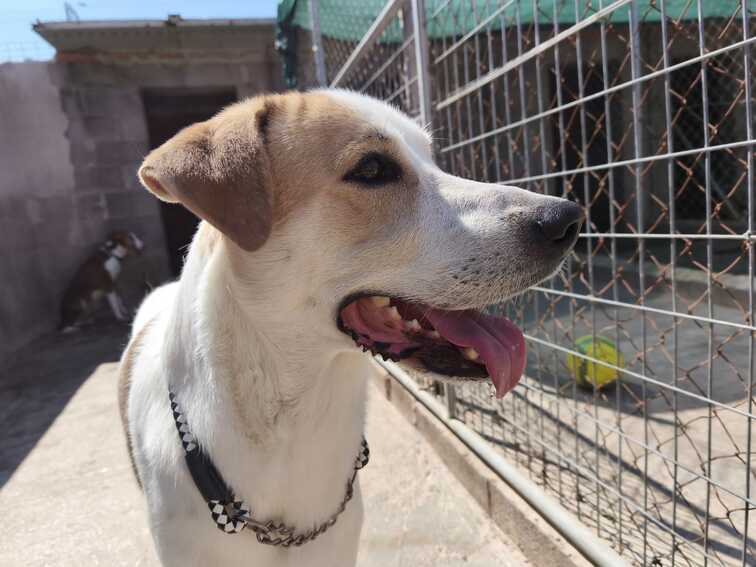 P2083 – SAM P2083 – SAM