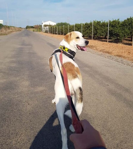 P2083 – SAM P2083 – SAM