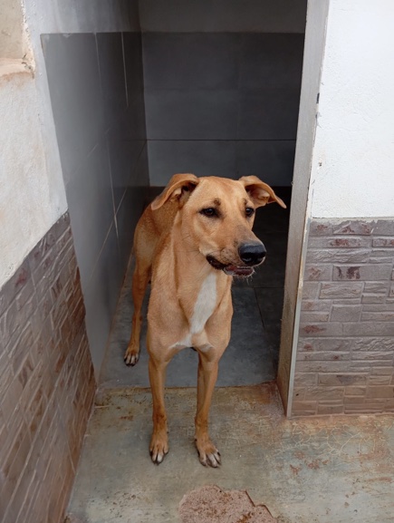 P2064 – SIA P2064 – SIA