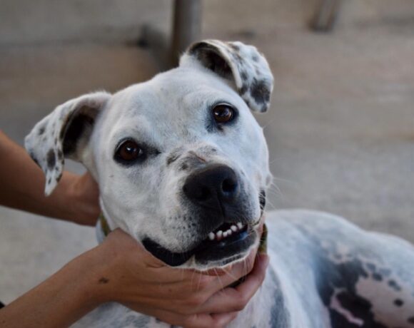 P1972 – TRINI P1972 – TRINI