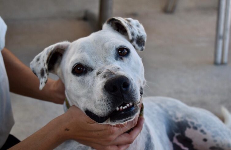 P1972 – TRINI P1972 – TRINI