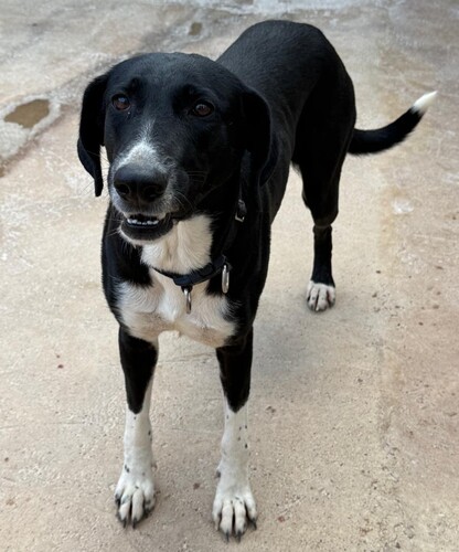 P2079 – TULIA P2079 – TULIA