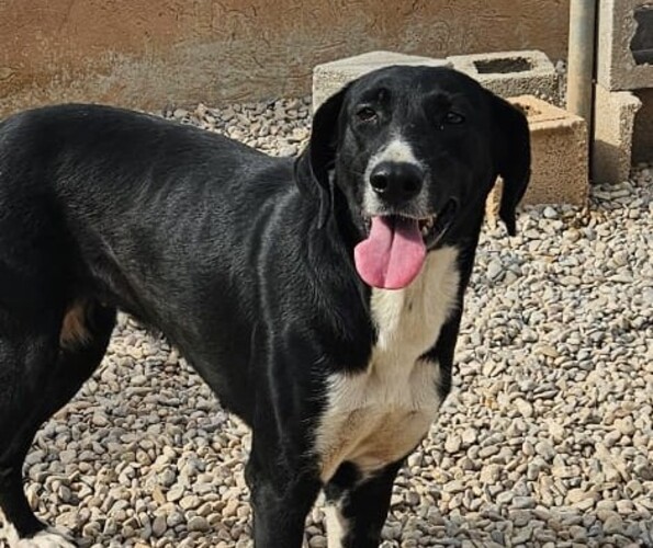 P2079 – TULIA P2079 – TULIA