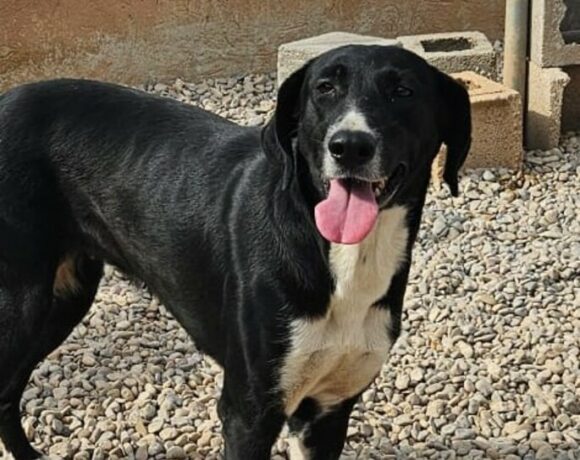 P2079 – TULIA P2079 – TULIA