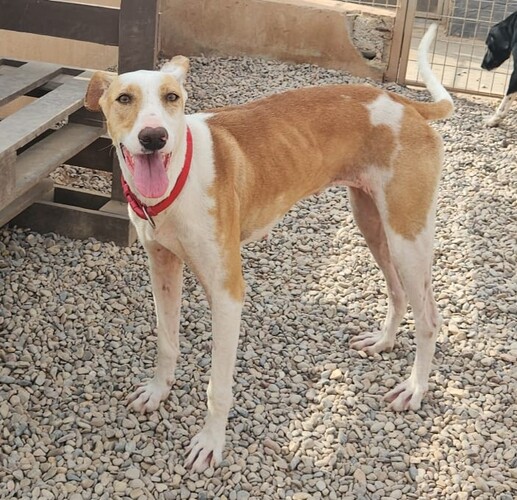 P2078 – KARY P2078 – KARY