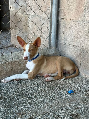 P2087 – ALMA P2087 – ALMA