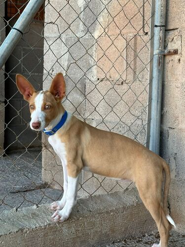 P2087 – ALMA P2087 – ALMA