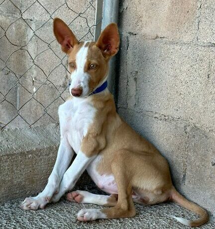 P2087 – ALMA P2087 – ALMA