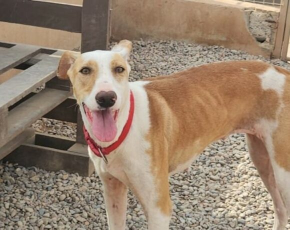 P2078 – KARY P2078 – KARY