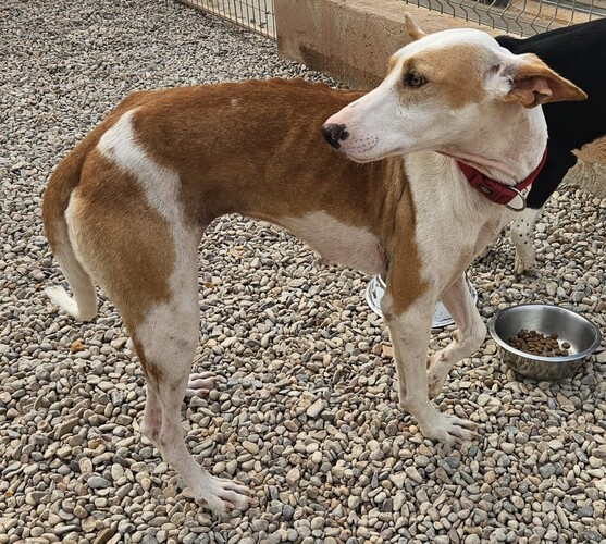 P2078 – KARY P2078 – KARY