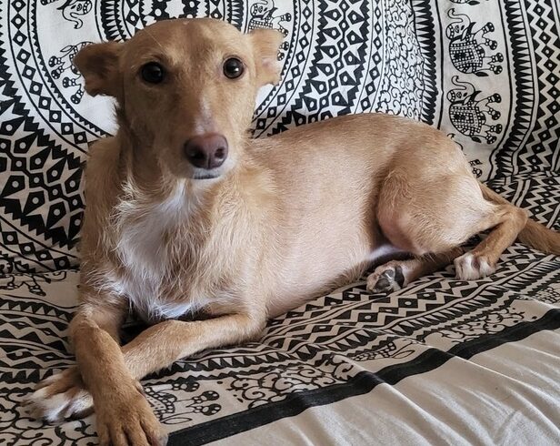 P2010 – Yousi P2010 – Yousi