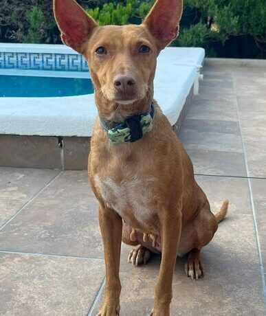 P2071 – AKANE P2071 – AKANE