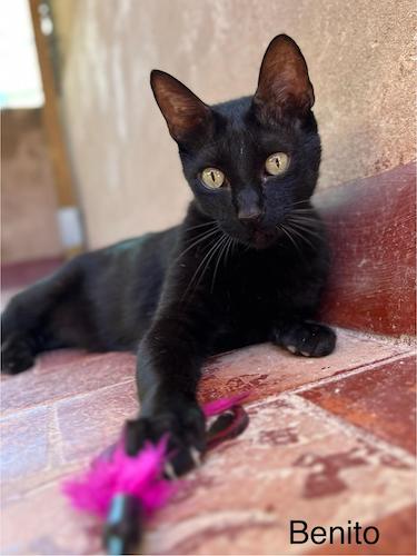 BENITO