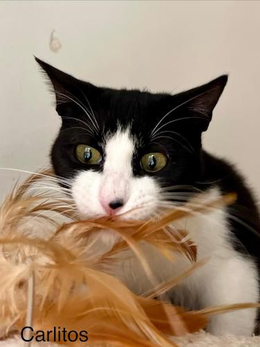 CARLITOS CARLITOS