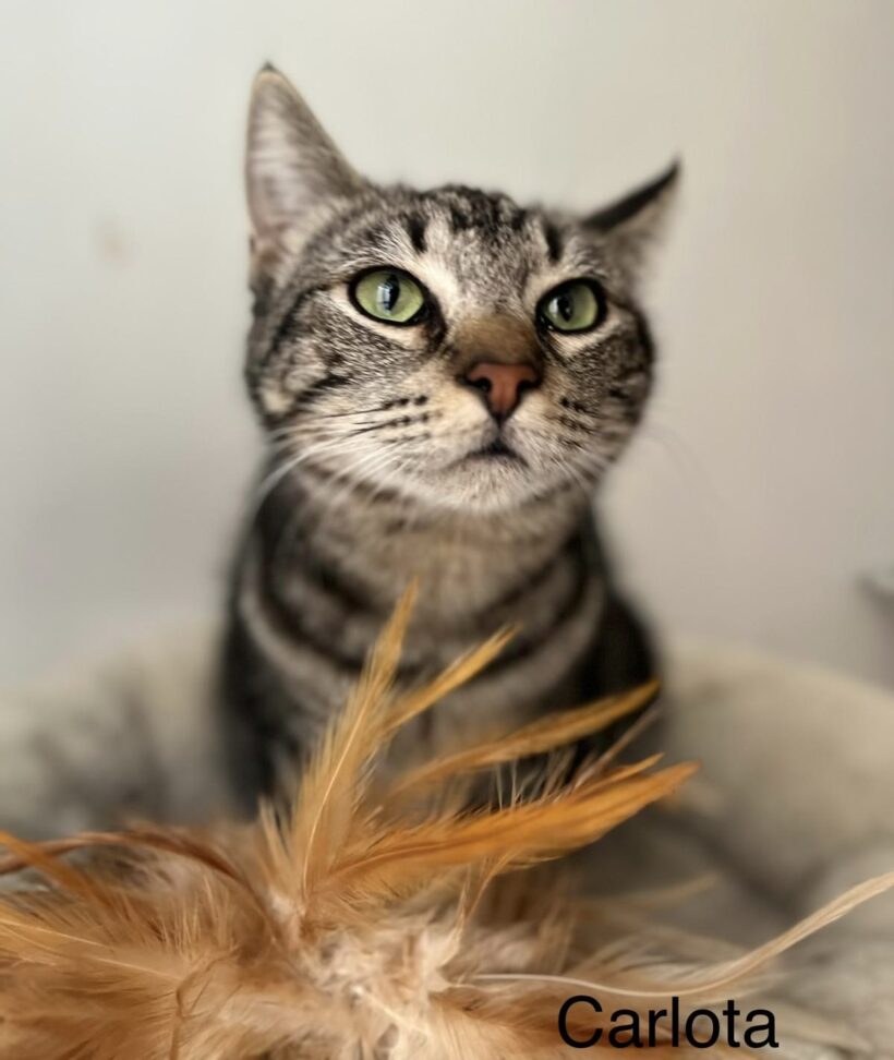 CARLOTA