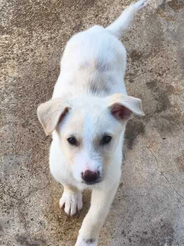 P2088 -Menta y cachorros P2088 -Menta y cachorros