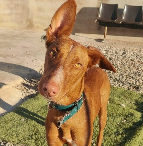 P2032 -Ian P2032 -Ian