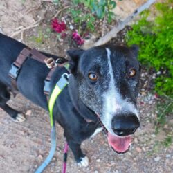 P2088 -Menta y cachorros