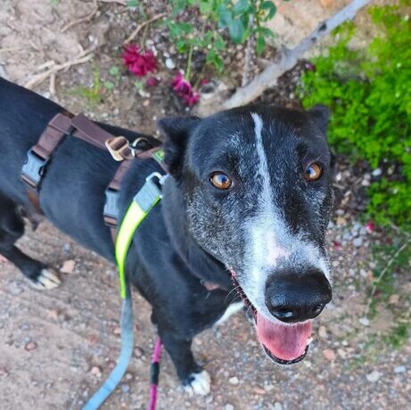 P2088 -Menta y cachorros