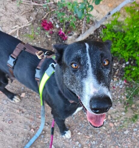 P2088 -Menta y cachorros P2088 -Menta y cachorros