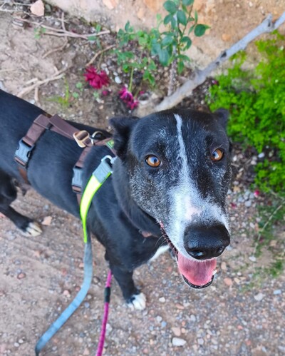 P2088 -Menta y cachorros P2088 -Menta y cachorros