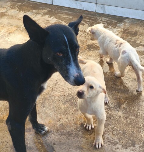 P2088 -Menta y cachorros P2088 -Menta y cachorros