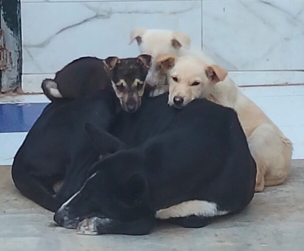 P2088 -Menta y cachorros P2088 -Menta y cachorros