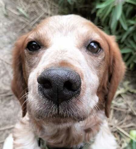 P2021 -Orion P2021 -Orion