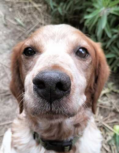 P2021 -Orion P2021 -Orion