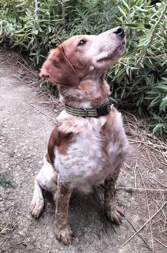 P2021 -Orion P2021 -Orion