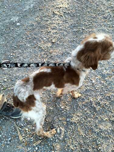 P2021 -Orion P2021 -Orion