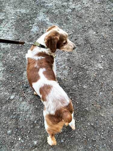 P2021 -Orion P2021 -Orion