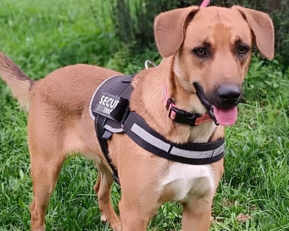 P1878 -Popeye P1878 -Popeye