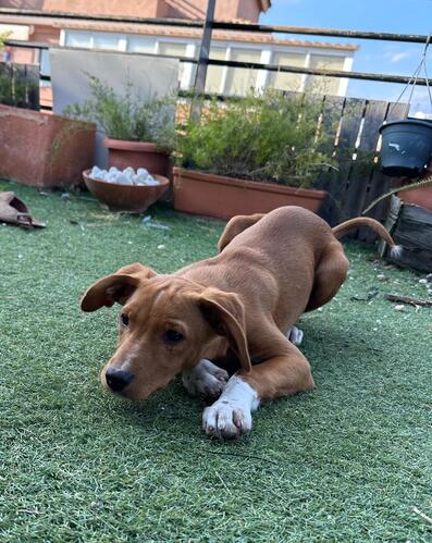 P2124/25 -Ramen y Mango P2124/25 -Ramen y Mango