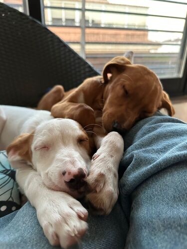 P2124/25 -Ramen y Mango P2124/25 -Ramen y Mango