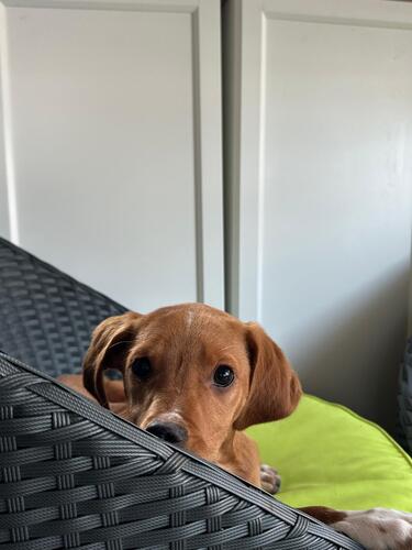 P2124/25 -Ramen y Mango P2124/25 -Ramen y Mango