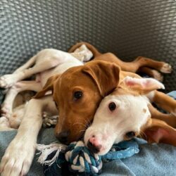 P2124/25 -Ramen y Mango