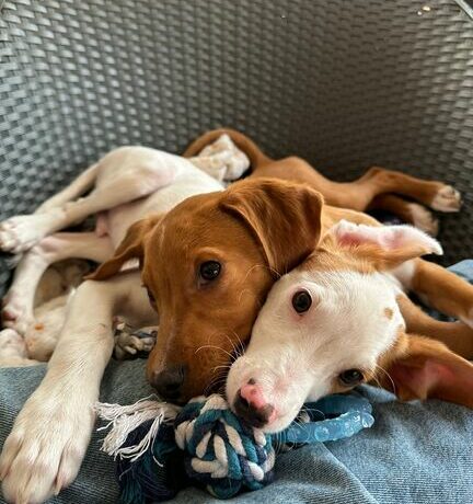 P2124/25 -Ramen y Mango P2124/25 -Ramen y Mango