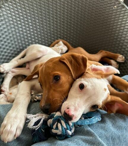 P2124/25 -Ramen y Mango