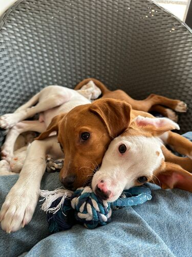 P2124/25 -Ramen y Mango P2124/25 -Ramen y Mango