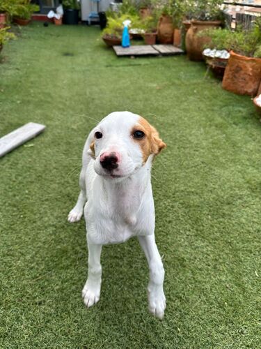 P2124/25 -Ramen y Mango P2124/25 -Ramen y Mango