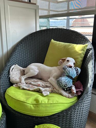 P2124/25 -Ramen y Mango P2124/25 -Ramen y Mango