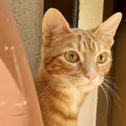 FEDERICO